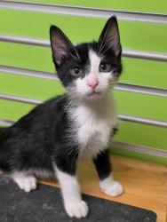 Shelter Stray Male Cat last seen ST CHARLES CO, 4850 Mid Rivers Mall Dr, St Peters, MO 63376, USA