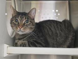 Shelter Stray Male Cat last seen ST CHARLES CO, 4850 Mid Rivers Mall Dr, St Peters, MO 63376, USA