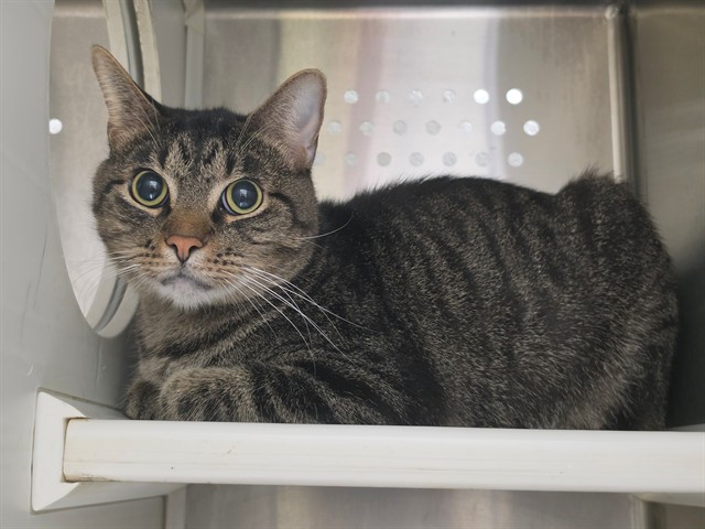 Shelter Stray Male Cat last seen ST CHARLES CO, 4850 Mid Rivers Mall Dr, St Peters, MO 63376, USA