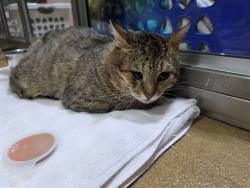 Shelter Stray Male Cat last seen ST CHARLES CO, 4850 Mid Rivers Mall Dr, St Peters, MO 63376, USA