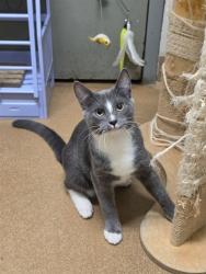 Shelter Stray Male Cat last seen OFALLON, 4850 Mid Rivers Mall Dr, St Peters, MO 63376, USA