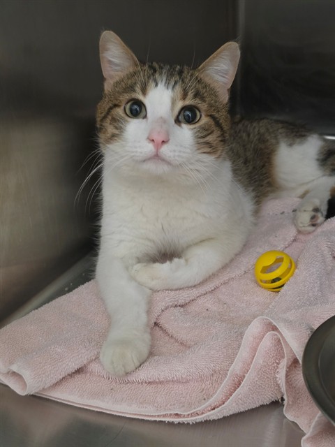 Shelter Stray Male Cat last seen ST CHARLES CO, 4850 Mid Rivers Mall Dr, St Peters, MO 63376, USA