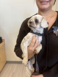Reunited Female Dog last seen Vista, CA, USA, Vista, CA 92083