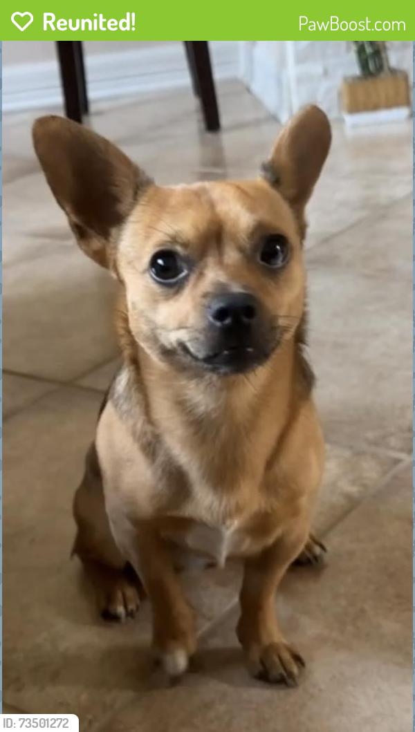 Reunited Male Dog last seen Rogers Road, Willis, TX 77378