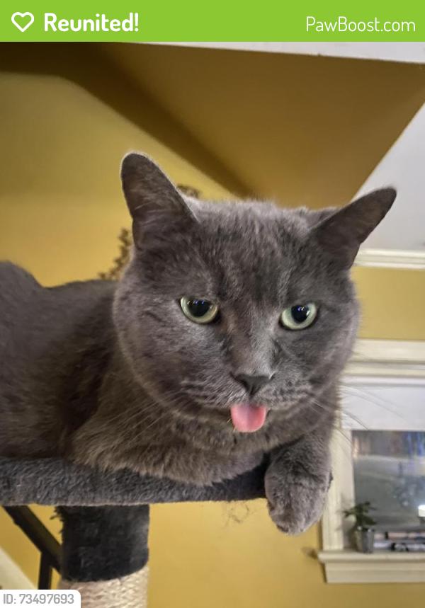 Reunited Male Cat last seen West Blvd/Almira, Cleveland, OH 44111