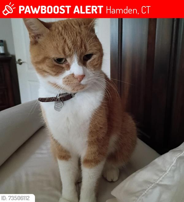 Lost Male Cat last seen Howard dr, Hamden, CT 06514