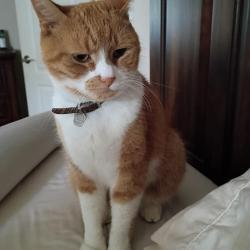 Lost Male Cat last seen Howard dr, Hamden, CT 06514