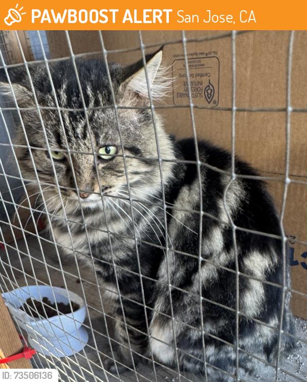 Found/Stray Male Cat last seen Willowmont/willowview dr, San Jose, CA 95118