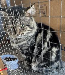 Found/Stray Male Cat last seen Willowmont/willowview dr, San Jose, CA 95118