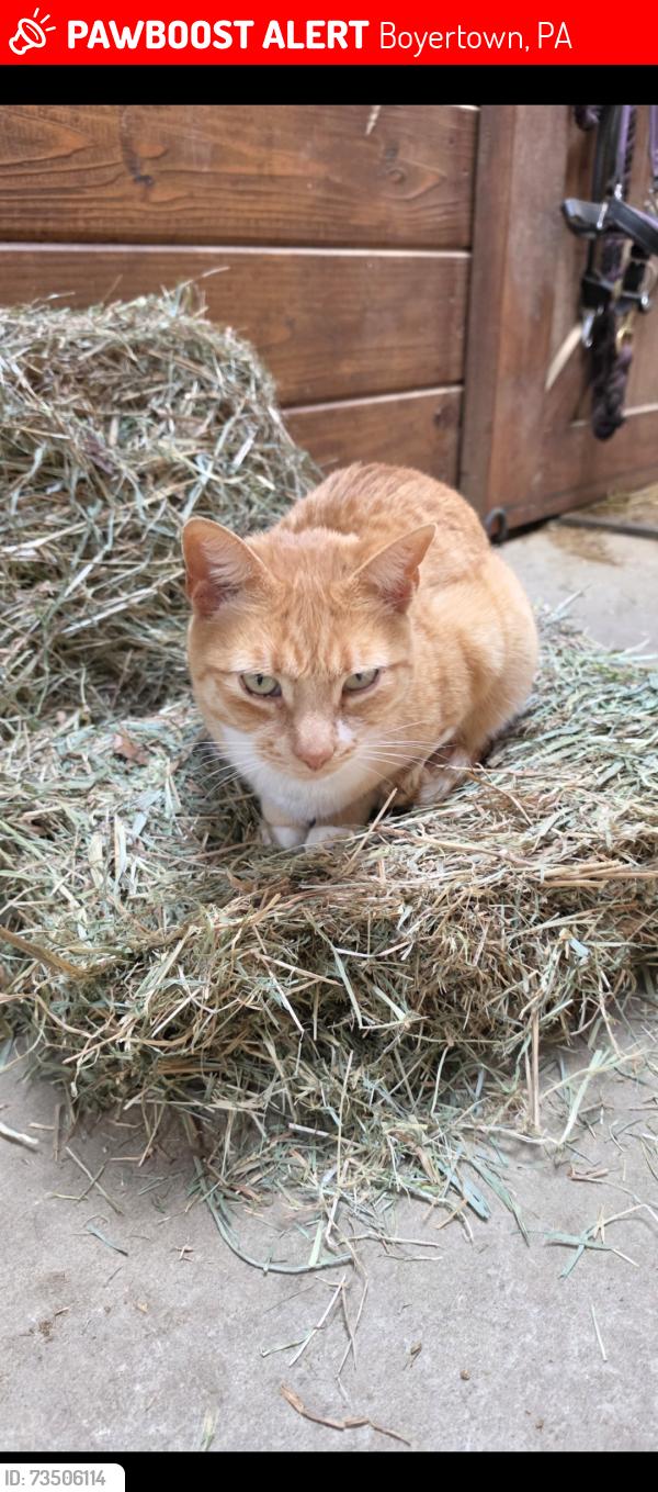 Lost Male Cat last seen At our farm at 472 manatawny road, Boyertown, PA 19512