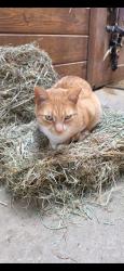 Lost Male Cat last seen At our farm at 472 manatawny road, Boyertown, PA 19512