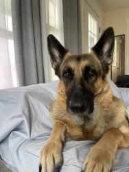 Reunited Female Dog last seen Near South Montgomery St, Tacoma, WA 98409