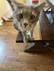 Reunited Male Cat last seen Spring Canyon Park, Fort Collins, CO 80526