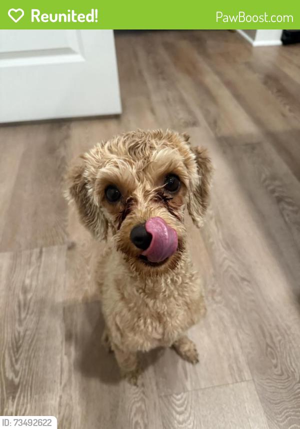 Reunited Female Dog last seen The Charles on Liberty, Spartanburg, SC 29301