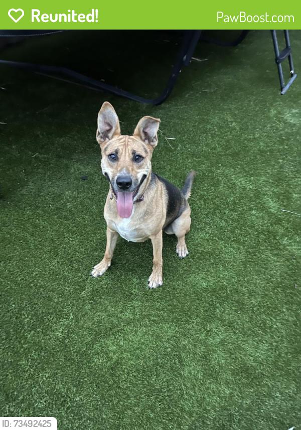 Reunited Female Dog last seen Date Palm St, French Valley, CA 92596, USA, French Valley, CA 92596
