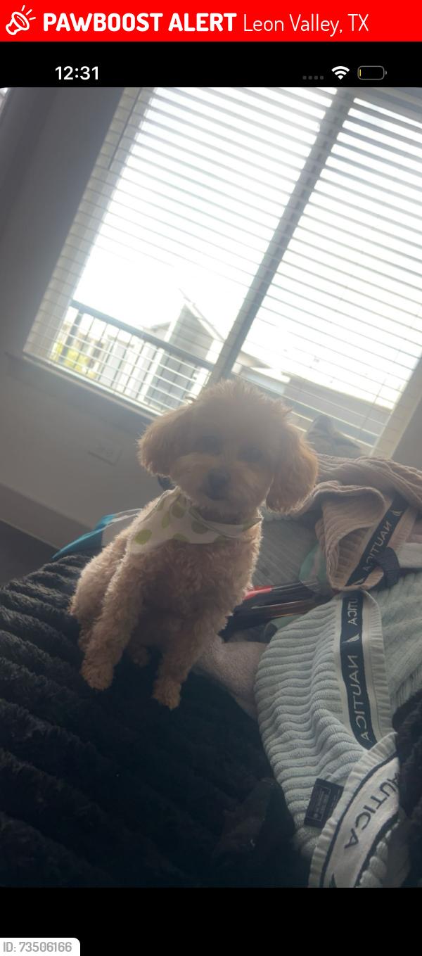 Lost Female Dog last seen Near Timberhill Drive, Leon Valley, TX, USA, Leon Valley, TX 78238