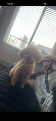 Lost Female Dog last seen Near Timberhill Drive, Leon Valley, TX, USA, Leon Valley, TX 78238
