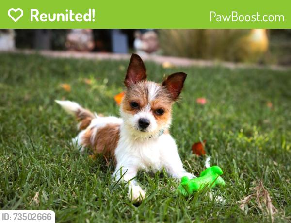 Reunited Male Dog last seen Tampico/Novgorod st, Los Angeles, CA 90032
