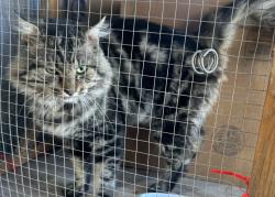 Found/Stray Male Cat last seen Willowmont willowview, San Jose, CA 95118