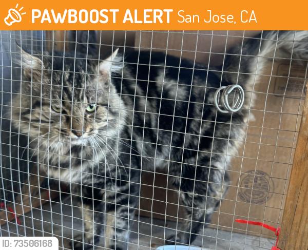 Found/Stray Male Cat last seen Willowmont willowview, San Jose, CA 95118