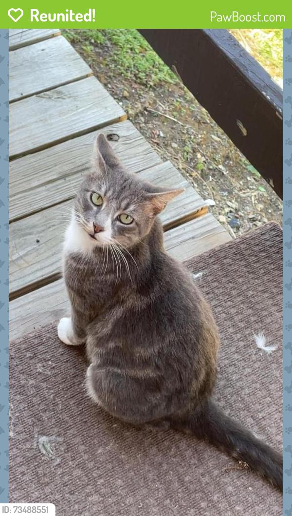 Reunited Male Cat last seen Oak ally, Duquesne, PA 15110