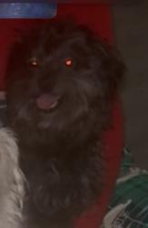 Lost Male Dog last seen Long beach blvd and market, Long Beach, CA 90805