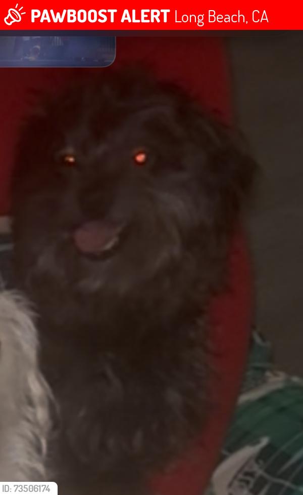 Lost Male Dog last seen Long beach blvd and market, Long Beach, CA 90805