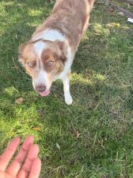 Reunited Female Dog last seen Near Druid Lane, Greenwich, CT 06878