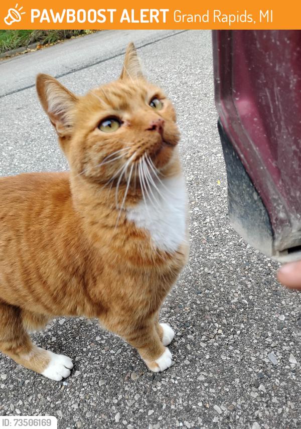 Found/Stray Female Cat last seen Bissell and union near the woods, Grand Rapids, MI 49503