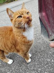 Found/Stray Female Cat last seen Bissell and union near the woods, Grand Rapids, MI 49503