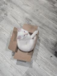 Lost Male Cat last seen Near th Place and Hyperion, Maywood, Maywood, CA 90270