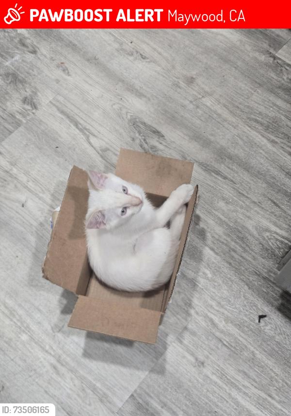 Lost Male Cat last seen Near th Place and Hyperion, Maywood, Maywood, CA 90270