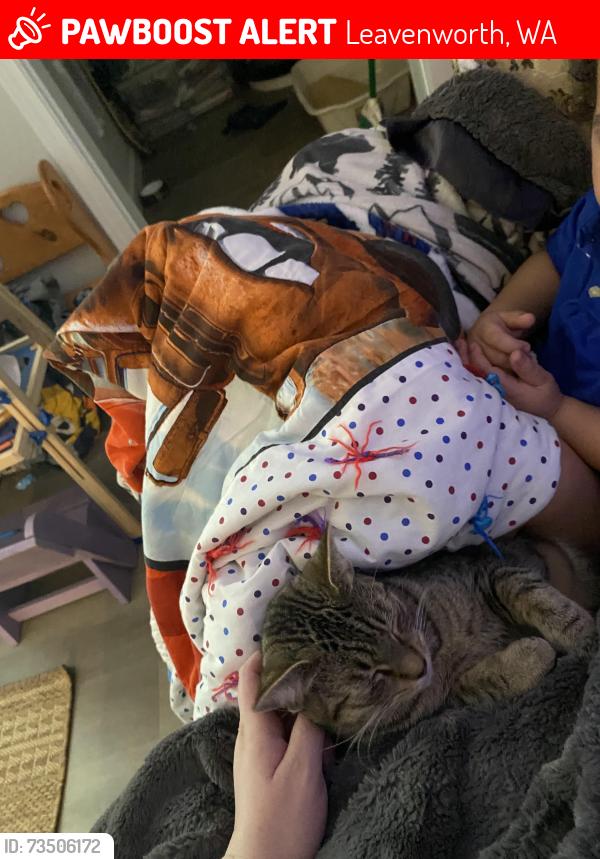 Lost Female Cat last seen Chumstick highway, Leavenworth, WA 98826