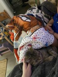 Lost Female Cat last seen Chumstick highway, Leavenworth, WA 98826