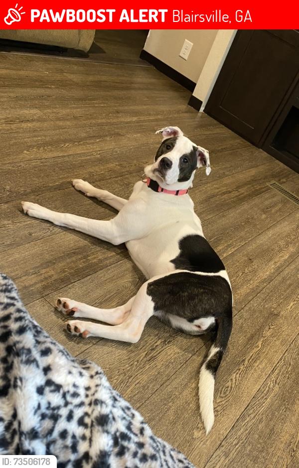 Lost Female Dog last seen Rocky Top Rd and Moccasin Rd, Blairsville, GA 30512