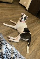 Lost Female Dog last seen Rocky Top Rd and Moccasin Rd, Blairsville, GA 30512