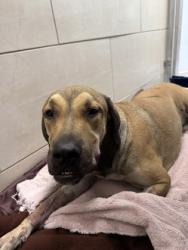 Shelter Stray Female Dog last seen Near DECATUR AVE, North District,, 355 Hillshire Dr, Haslet, TX 76052, USA