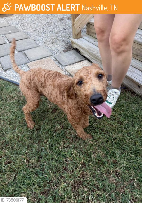 Found/Stray Male Dog last seen McCampbell Ave and Colonial Circle, Nashville, TN 37214