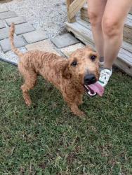 Found/Stray Male Dog last seen McCampbell Ave and Colonial Circle, Nashville, TN 37214