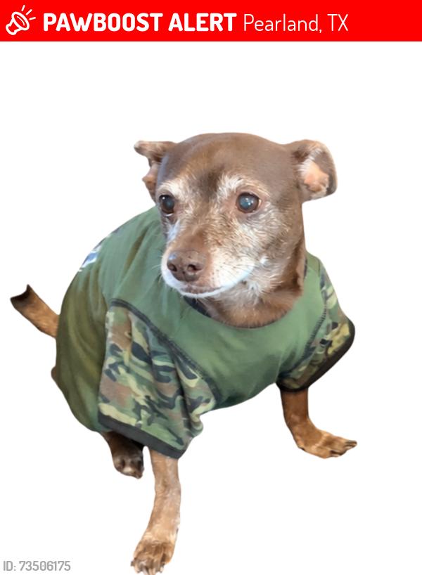 Lost Male Dog last seen Shadow Creek Ranch near Shadow Creek Parkway & Kirby, Pearland, TX 77584