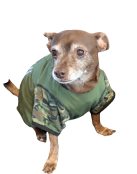 Lost Male Dog last seen Shadow Creek Ranch near Shadow Creek Parkway & Kirby, Pearland, TX 77584