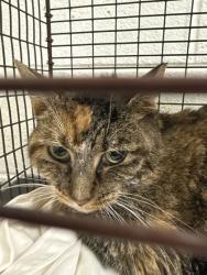 Shelter Stray Female Cat last seen Near Rifle Range Dr, Knox County GP, TN, 3201 Division St, Knoxville, TN 37919, USA