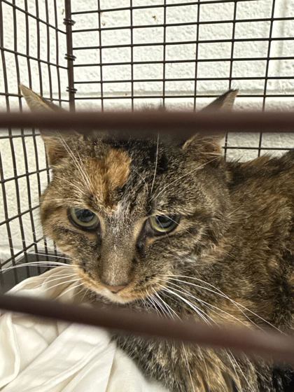 Shelter Stray Female Cat last seen Near Rifle Range Dr, Knox County GP, TN, 3201 Division St, Knoxville, TN 37919, USA