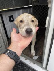 Shelter Stray Male Dog last seen 1000-blk. Avenue C, Duncanville, TX, 1150 E Pleasant Run Rd, Cedar Hill, TX 75104, USA