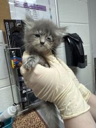 Shelter Stray Female Cat last seen Near Ashbrooke Way, Knox County GP, TN, 3201 Division St, Knoxville, TN 37919, USA
