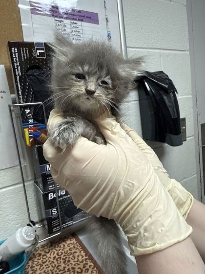 Shelter Stray Female Cat last seen Near Ashbrooke Way, Knox County GP, TN, 3201 Division St, Knoxville, TN 37919, USA