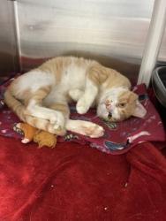 Shelter Stray Male Cat last seen Near Corrington Avenue, 64134, MO, 7077 Elmwood Ave, Kansas City, MO 64132, USA