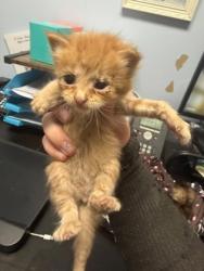 Shelter Stray Female Cat last seen Near Meadowood Terrace Lithonia, 30038, 30038, GA, 3280 Chamblee Dunwoody Rd, Chamblee, GA 30341, USA