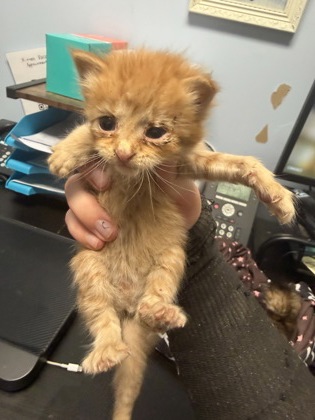 Shelter Stray Female Cat last seen Near Meadowood Terrace Lithonia, 30038, 30038, GA, 3280 Chamblee Dunwoody Rd, Chamblee, GA 30341, USA