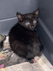Shelter Stray Female Cat last seen Near Hiberia Ave Decatur, GA 30030, 30030, GA, 3280 Chamblee Dunwoody Rd, Chamblee, GA 30341, USA